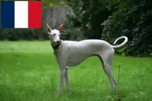 Lee más sobre el artículo Criadores de Podenco y cachorros en Francia