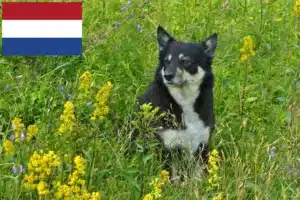 Lee más sobre el artículo Criadores de renos lapones y cachorros en los Países Bajos