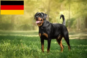 Lee más sobre el artículo Criadores y cachorros de rottweiler en Alemania