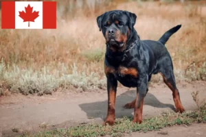 Lee más sobre el artículo Criadores y cachorros de rottweiler en Canadá