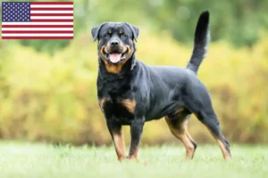 Lee más sobre el artículo Criadores de Rottweiler y cachorros en EE.UU.