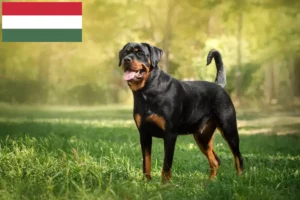 Lee más sobre el artículo Criadores de rottweiler y cachorros en Hungría