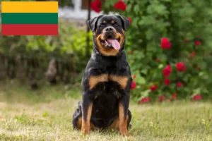 Lee más sobre el artículo Criadores de rottweiler y cachorros en Lituania