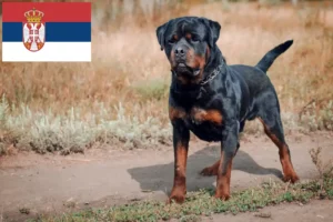 Lee más sobre el artículo Criadores de rottweiler y cachorros en Serbia