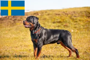 Lee más sobre el artículo Criadores y cachorros de rottweiler en Suecia