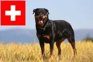 Lee más sobre el artículo Criadores de rottweiler y cachorros en Suiza