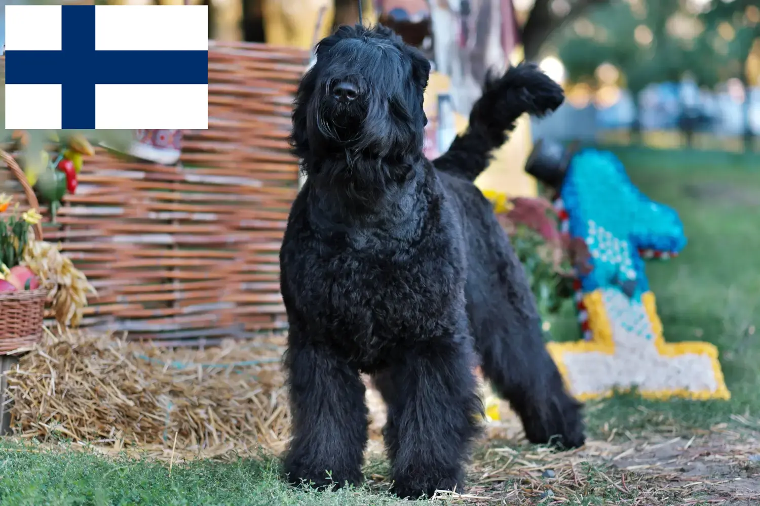 Russian Black Terrier cachorros y criadores Finlandia Encuentra aquí criadores de Terrier Negro Ruso en Finlandia.