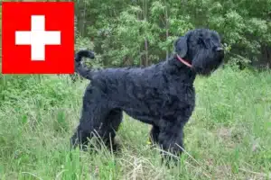 Lee más sobre el artículo Criadores y cachorros de Terrier Negro Ruso en Suiza