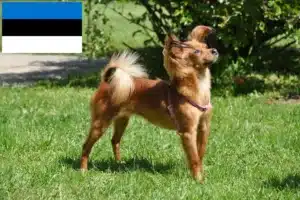 Lee más sobre el artículo Criadores de Russkiy Toy y cachorros en Estonia