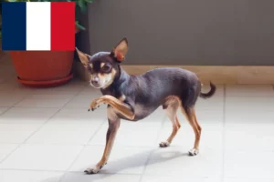 Lee más sobre el artículo Criadores y cachorros de Russkiy Toy en Francia