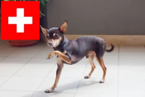 Lee más sobre el artículo Criadores de Russkiy Toy y cachorros en Suiza