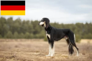 Lee más sobre el artículo Criadores de salukis y cachorros en Alemania