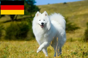 Lee más sobre el artículo Criadores de samoyedos y cachorros en Alemania