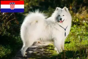 Lee más sobre el artículo Criadores de samoyedos y cachorros en Croacia