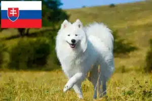 Lee más sobre el artículo Criadores de samoyedos y cachorros en Eslovaquia