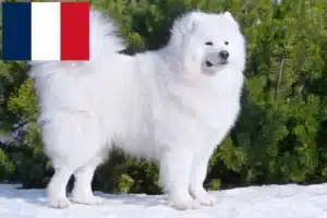 Lee más sobre el artículo Criadores de samoyedos y cachorros en Francia