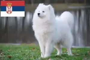 Lee más sobre el artículo Criadores de samoyedos y cachorros en Serbia