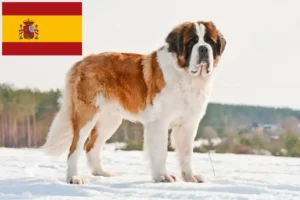 Lee más sobre el artículo Criadores y cachorros de San Bernardo en España