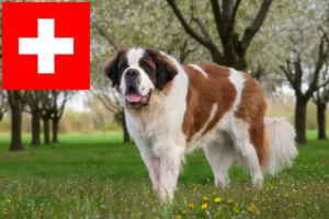 Lee más sobre el artículo Criadores y cachorros de San Bernardo en Suiza