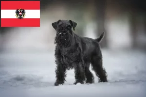 Lee más sobre el artículo Criadores de Schnauzer y cachorros en Austria