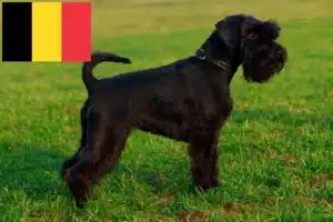 Lee más sobre el artículo Criadores de Schnauzer y cachorros en Bélgica