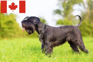 Lee más sobre el artículo Criadores de Schnauzer y cachorros en Canadá