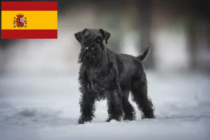 Lee más sobre el artículo Criadores y cachorros de Schnauzer en España