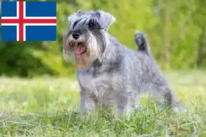Lee más sobre el artículo Criadores de Schnauzer y cachorros en Islandia