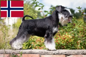 Lee más sobre el artículo Criadores de Schnauzer y cachorros en Noruega