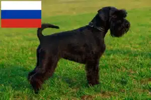 Lee más sobre el artículo Criadores de Schnauzer y cachorros en Rusia