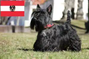 Lee más sobre el artículo Criadores y cachorros de Scottish Terrier en Austria
