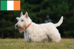Lee más sobre el artículo Criadores y cachorros de Scottish Terrier en Irlanda