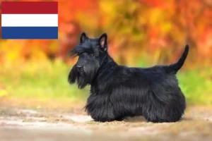 Lee más sobre el artículo Criadores y cachorros de Scottish Terrier en los Países Bajos