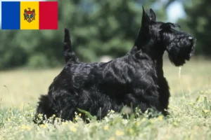 Lee más sobre el artículo Criadores y cachorros de Scottish Terrier en Moldavia
