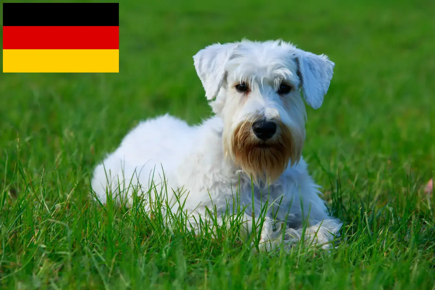 Lee más sobre el artículo Criadores y cachorros de Sealyham Terrier en Alemania