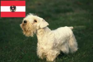 Lee más sobre el artículo Criadores y cachorros de Sealyham Terrier en Austria