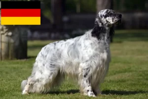 Lee más sobre el artículo Criadores de Setter Inglés y cachorros en Alemania