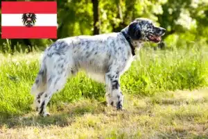 Lee más sobre el artículo Criadores de Setter Inglés y cachorros en Austria