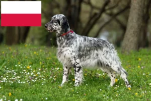 Lee más sobre el artículo Criadores de Setter Inglés y cachorros en Polonia