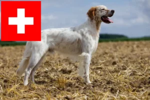 Lee más sobre el artículo Criadores de Setter Inglés y cachorros en Suiza