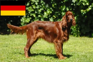 Lee más sobre el artículo Criadores y cachorros de Setter Irlandés Rojo en Alemania