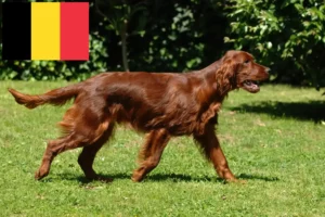 Lee más sobre el artículo Criadores de Setter Irlandés Rojo y cachorros en Bélgica