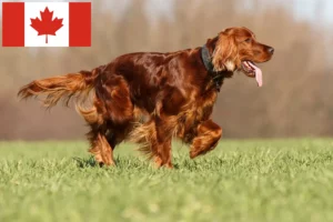 Lee más sobre el artículo Criadores y cachorros de Setter Irlandés Rojo en Canadá