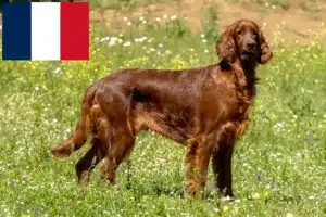 Lee más sobre el artículo Criadores de Setter Irlandés Rojo y cachorros en Francia