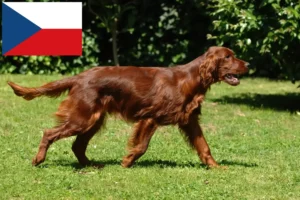 Lee más sobre el artículo Criadores y cachorros de Setter Irlandés Rojo en la República Checa