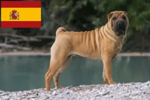 Lee más sobre el artículo Criadores y cachorros de Shar-Pei en España
