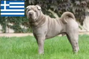 Lee más sobre el artículo Criadores de Shar-Pei y cachorros en Grecia