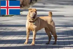 Lee más sobre el artículo Criadores de Shar-Pei y cachorros en Islandia