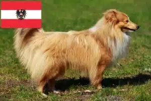 Lee más sobre el artículo Criadores de Sheltie y cachorros en Austria