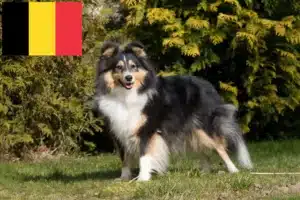 Lee más sobre el artículo Criadores de Sheltie y cachorros en Bélgica